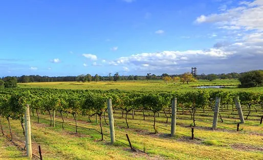 Rows of trellised vines running away across a flat paddock
